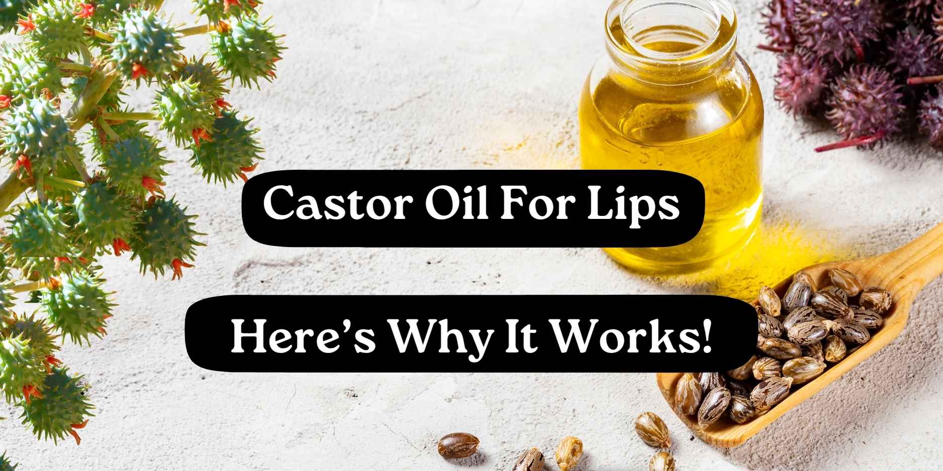 Castor oil in a jar with castor beans and plant, showing castor oil for lips