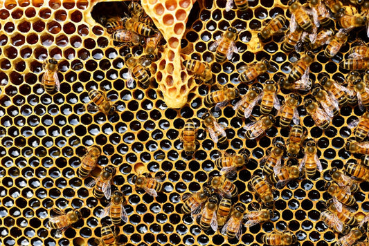What is Beeswax Used For?