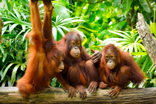The Whole Palm Oil Story: Is Palm Cruelty Free?