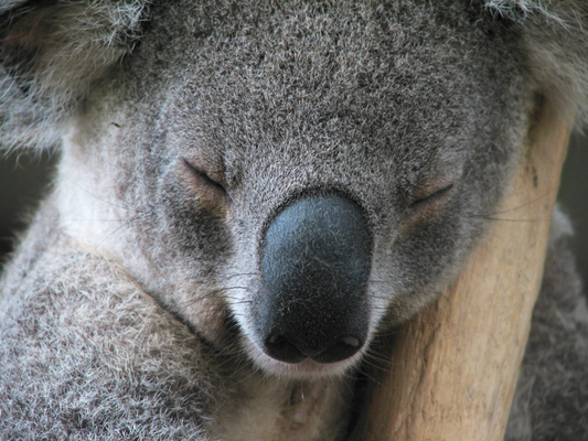 Save the koala this September