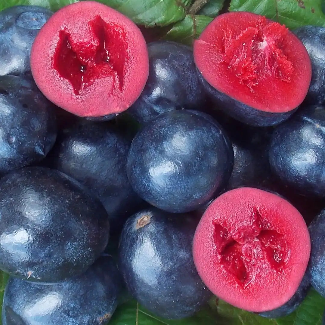 Creative Native Davidson Plum Za'atar