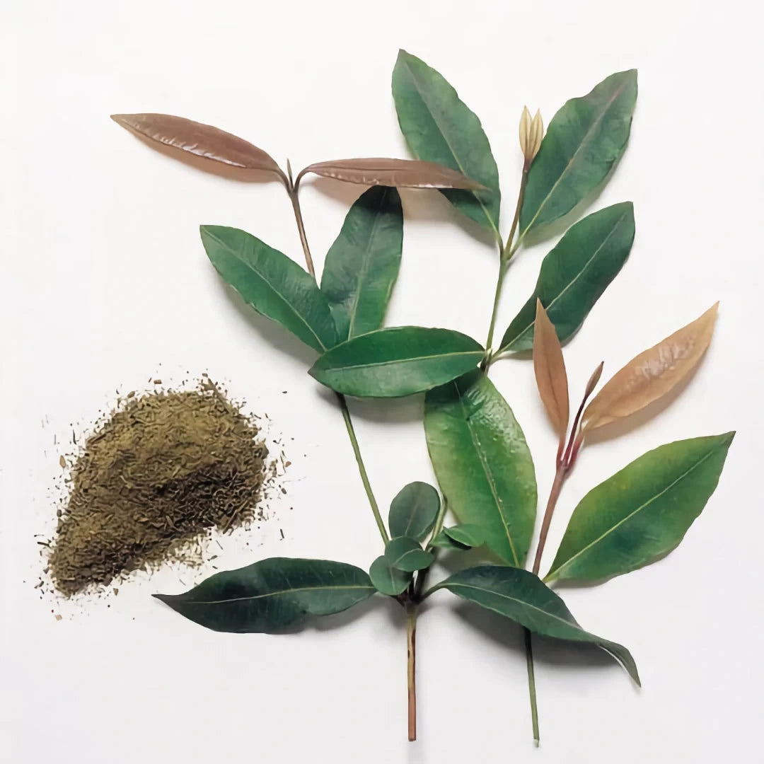 Creative Native Lemon Myrtle Ground