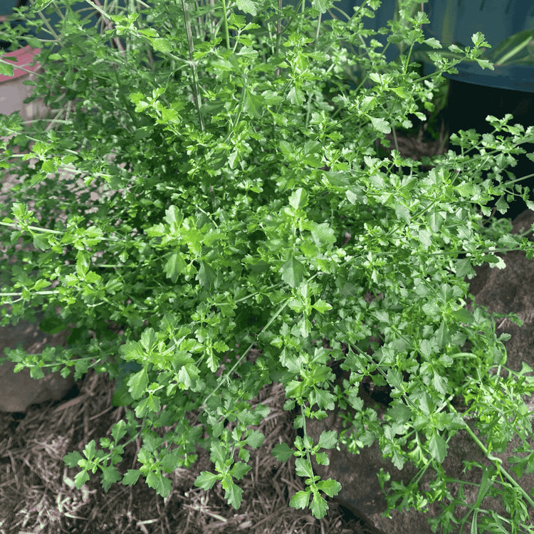 Creative Native Native Thyme Ground 25g