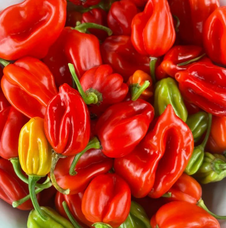 Little Veggie Patch Heirloom Seeds - Chilli (Habanero Mixed)