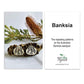 Good Do Good Hook Earrings - Banksia