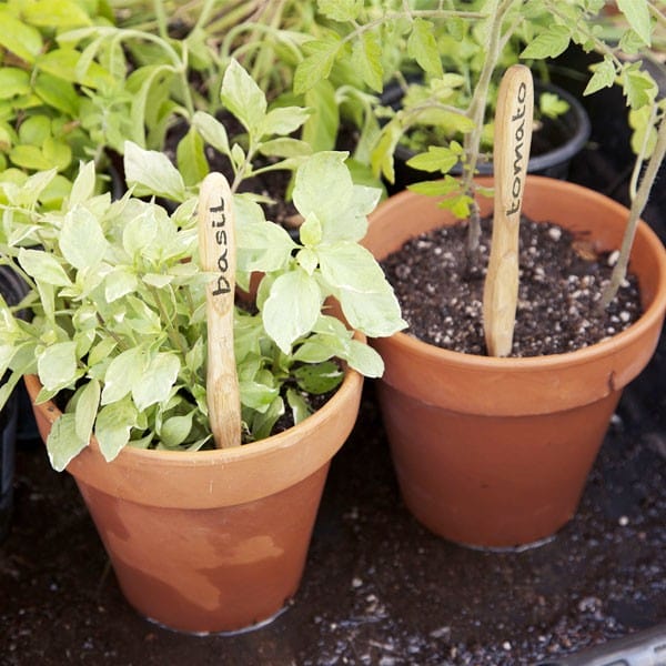 Brush with Bamboo Organic Bamboo Toothbrush Castor Bean Oil Bristles - Adult Soft