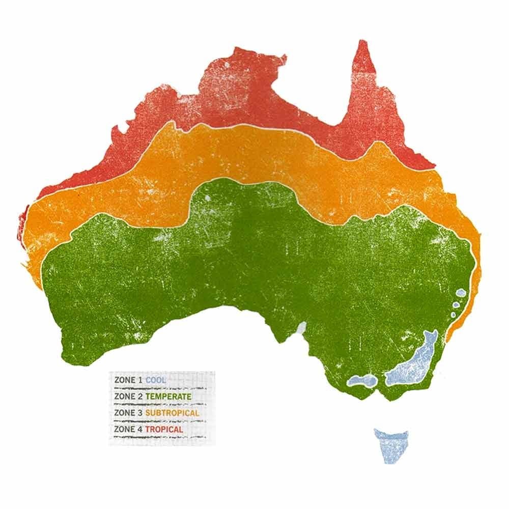 Little Veggie Patch Heirloom Seeds - Cornflower Polka Dot