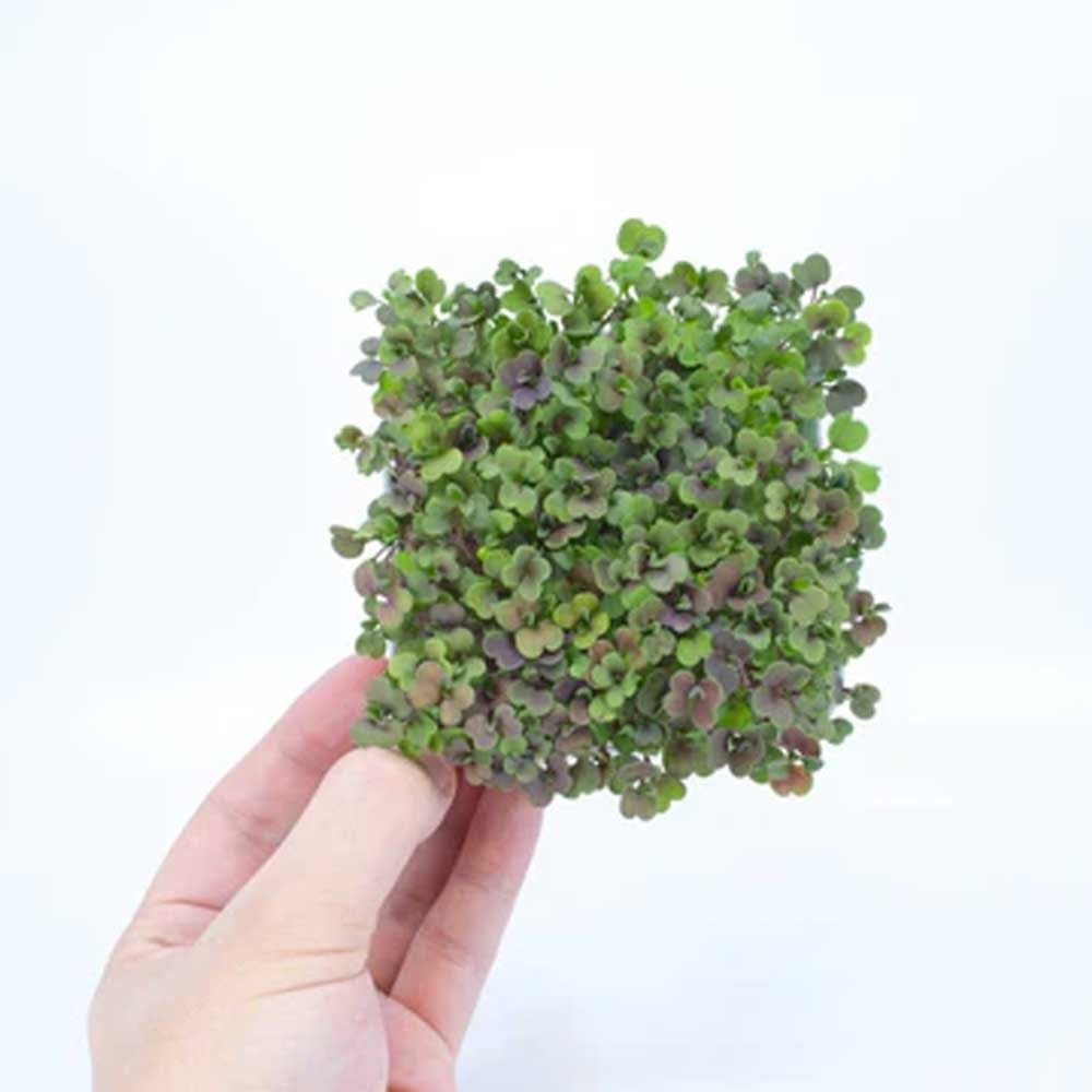 Micropod Seedmats - Mixed Pack 1 (pack of 12)