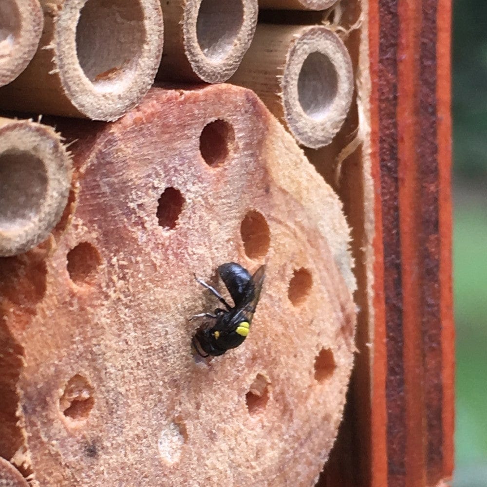 Native Solitary Bees Bee Hotel - Small