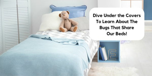 Everything You've Been Afraid to Ask About The Bugs That Share Your Bed!