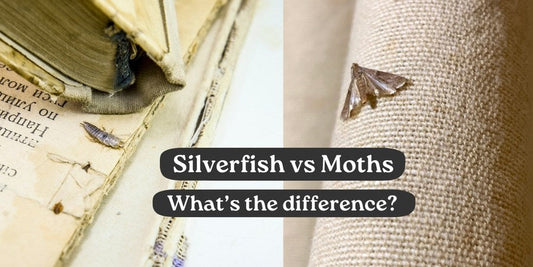 Silverfish vs Moths: What’s the Difference—And Which Oil Should You Use?