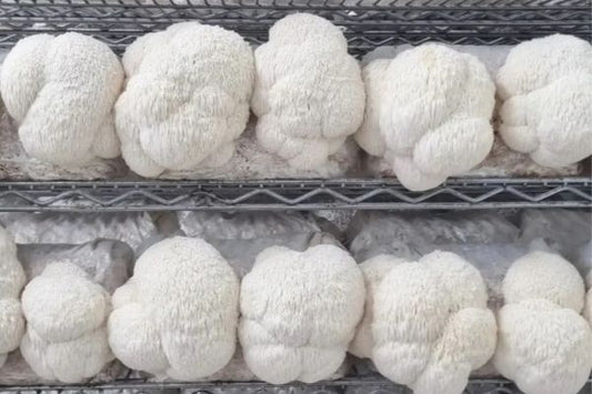 What Are Functional Mushrooms? The Best Mushrooms for Focus, Energy, Sleep and Stress Support