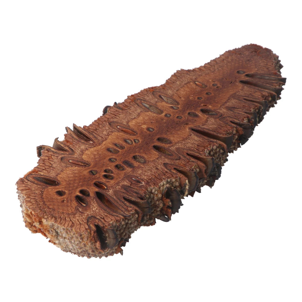 Banksia Aroma Pod & Essential Oil STAND