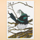 Sunshine Sea Art Greeting Card - Superb Fairy Wren