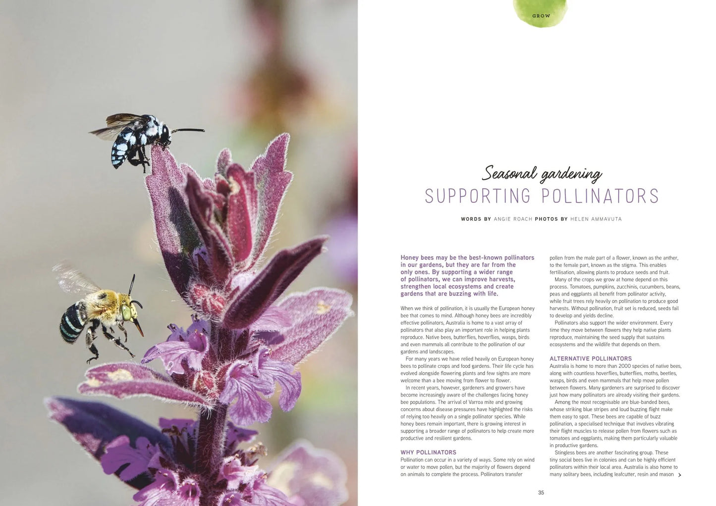 Pip Magazine - Issue 41