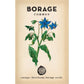 Little Veggie Patch Heirloom Seeds - Borage (Common)