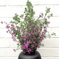 Creative Native Native Thyme Ground 25g