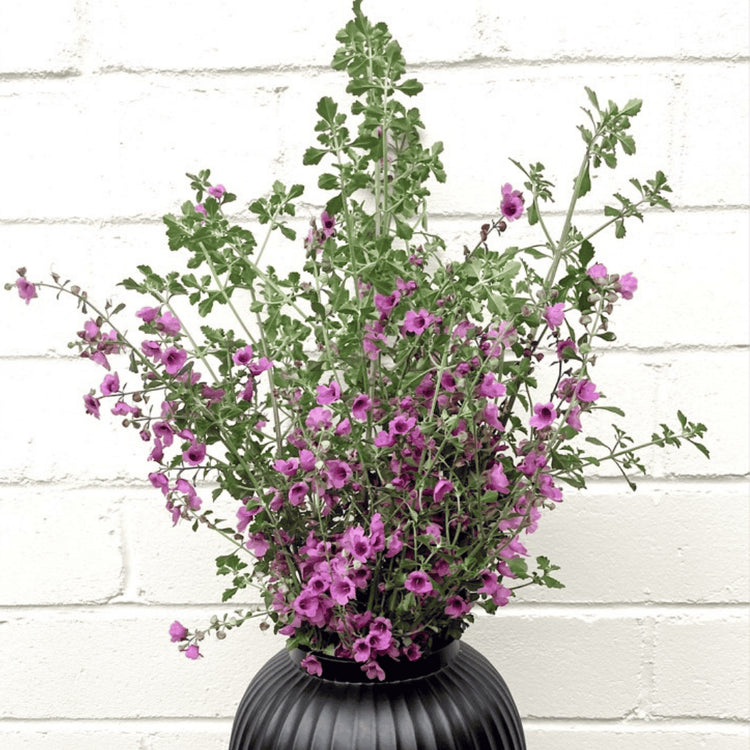 Creative Native Native Thyme Ground 25g