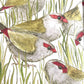 Bridget Farmer Lift-the-Flap Book - The Bush Birds