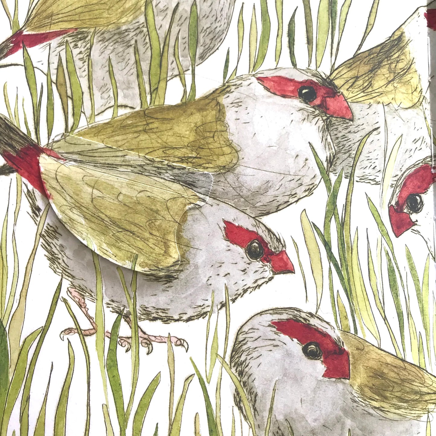 Bridget Farmer Lift-the-Flap Book - The Bush Birds