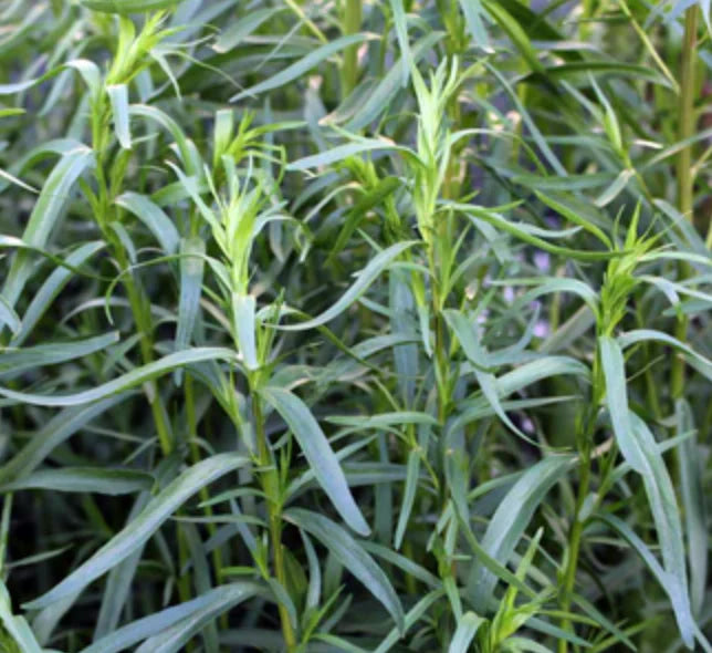 Little Veggie Patch Heirloom Seeds - Tarragon (Russian)