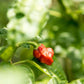 Little Veggie Patch Heirloom Seeds - Chilli (Habanero Mixed)