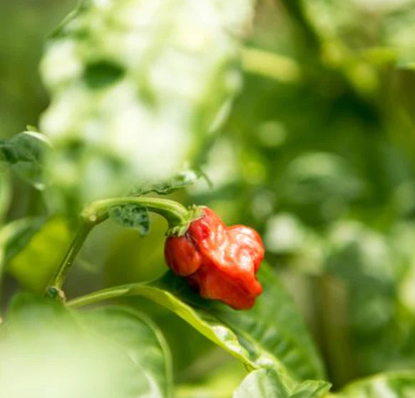 Little Veggie Patch Heirloom Seeds - Chilli (Habanero Mixed)