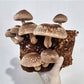 MYCRO Shiitake Liquid Mushroom Extract (Immunity, Heart Health & Vitality) Zero Alcohol 30ml