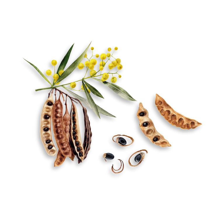 Creative Native Wattleseed Roasted & Ground 50g