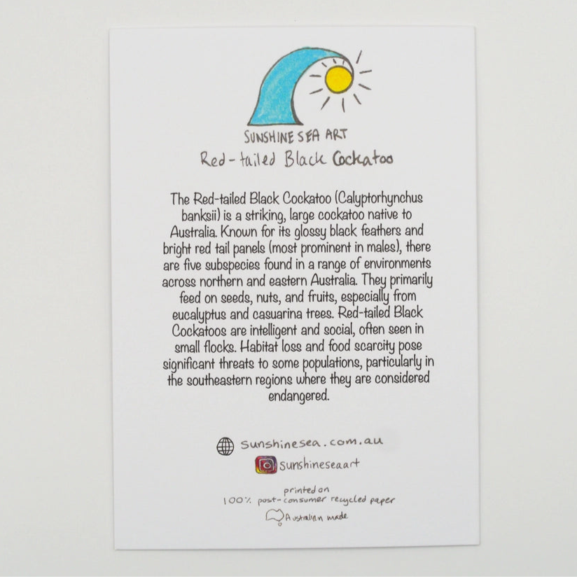 Sunshine Sea Art Greeting Card - Red-Tailed Black Cockatoo