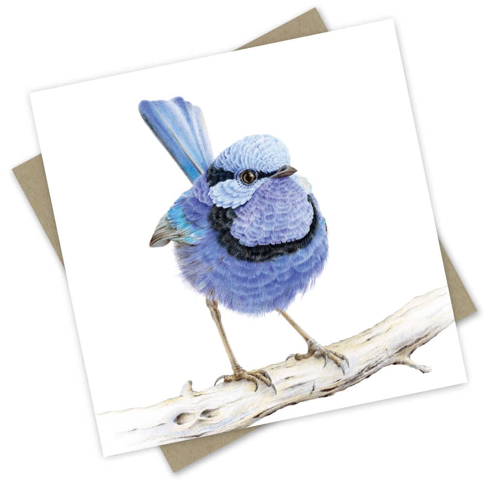 Popcorn Blue Waru Splendid Fairy Wren Greeting Card