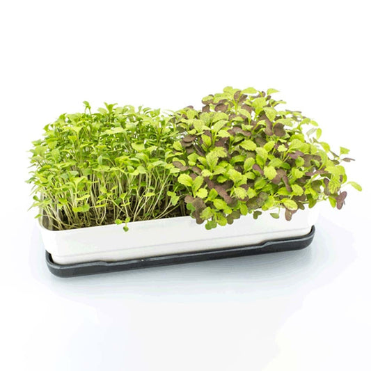 Micropod Microgreen Starter Kit - Charcoal
