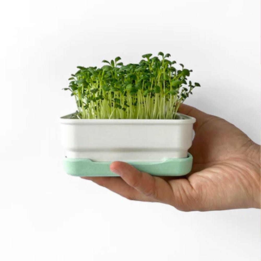 Micropod Mini Starter Kit - Avocado