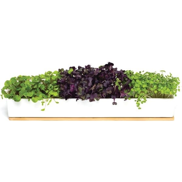 UrbanGreens Microgreens Windowsill Grow Kit